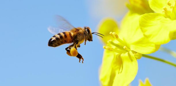 DOCTOR ALBINUȚĂ  - Cei mai eficienți polenizatori al plantelor cu flori sunt albinele, bondarii și fluturii