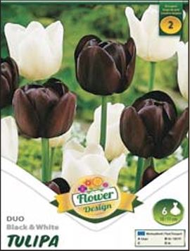 45 Lalele/ Tulipa duo Black&White /6/