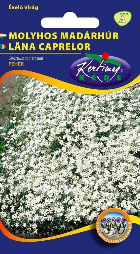 Seminte lana caprelor / Cerastium tomentosum