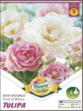 Lalele/ Tulipa duo double Pink&White /6/