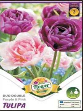 Lalele/ Tulipa duo double Purple&Pink /6/