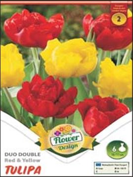 50 Lalele/ Tulipa duo double Red&Yellow /6/