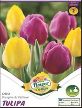 44 Lalele/ Tulipa duo Purple&Yellow /6/