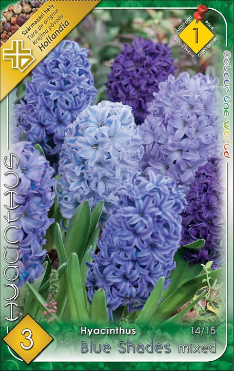 Zambile / Hyacinthus Blue Shades Mixed /3/
