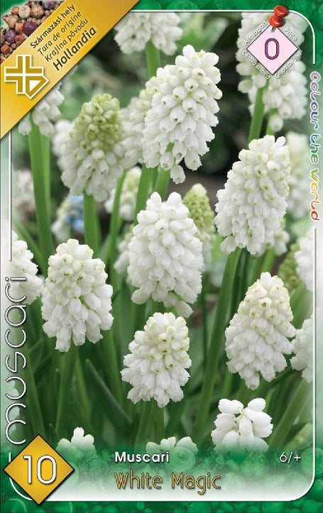 Muscari White Magic /10/