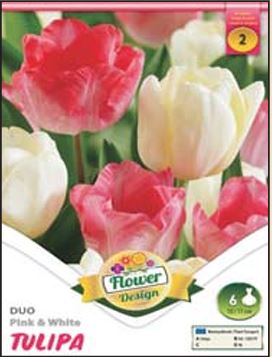 278 Lalele/ Tulipa duo Pink&White /6/