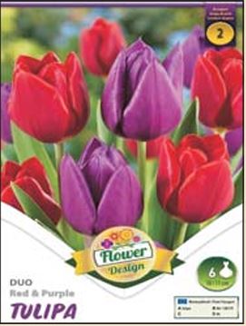 44 Lalele/ Tulipa duo Red&Purple /6/