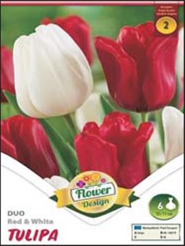 Lalele/ Tulipa duo Red&White /6/