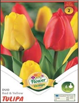 48 Lalele/ Tulipa duo Red&Yellow /10/