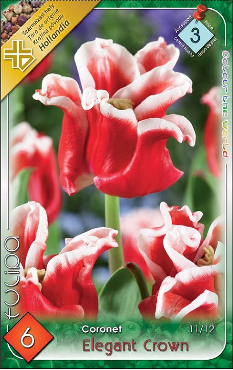 Lalele/ Tulipa coronet Elegant Crown /6/