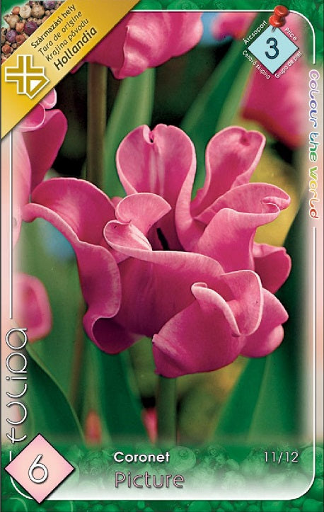 Lalele/ Tulipa coronet Picture/6/