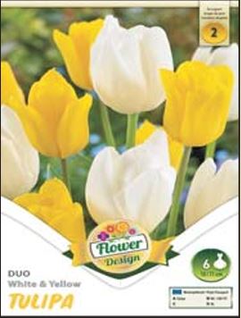 47 Lalele/ Tulipa duo White&Yellow /6/
