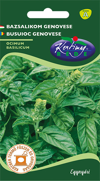 Seminte Busuioc Verde / Ocimum basilicum