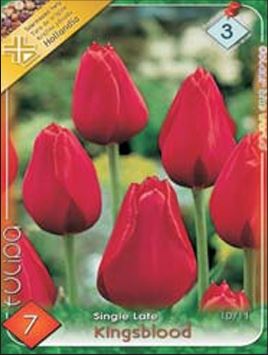 120 Lalele/ Tulipa single late Kingsblood /7/