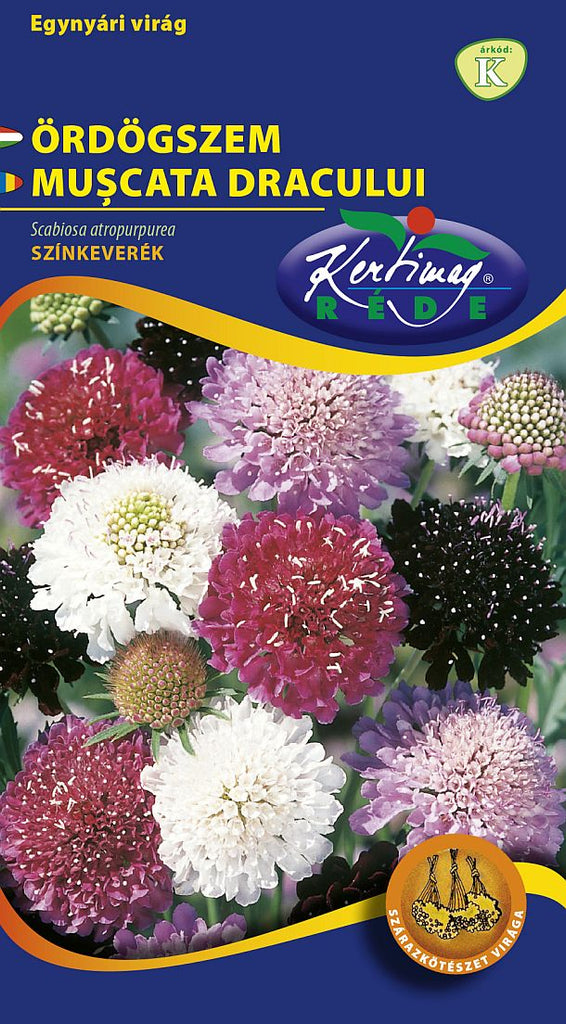 386 Scabiosa atropurpurea / Muşcata dracului