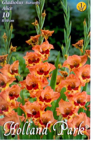 Gladiolus Butterfly Alice/10/