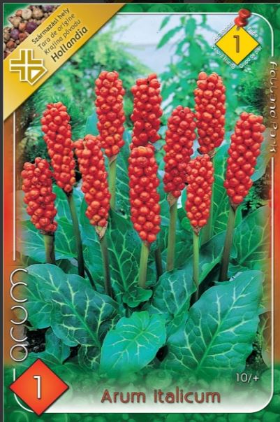 Arum Italicum /1/