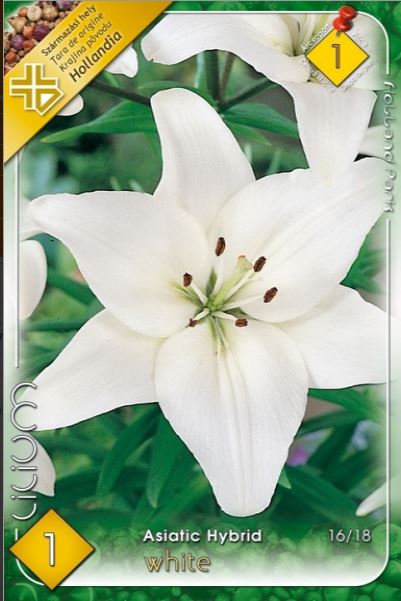 Lilium Asiatic White /1/