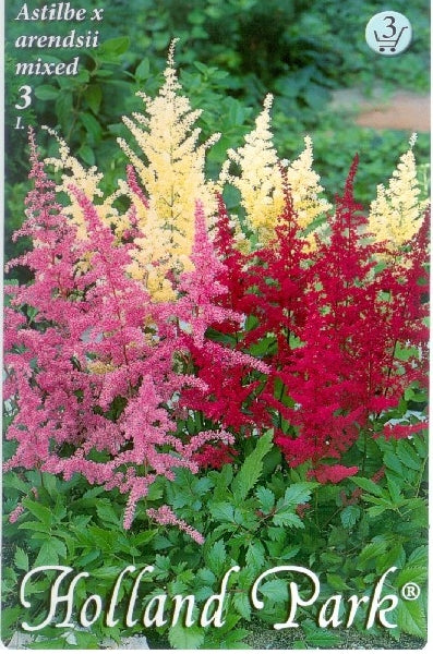 Astilbe mixed /3/