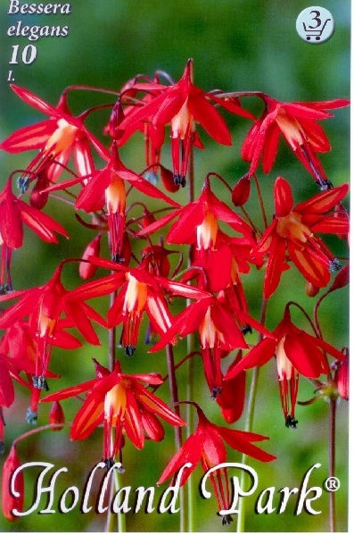 Bessera elegans /10/