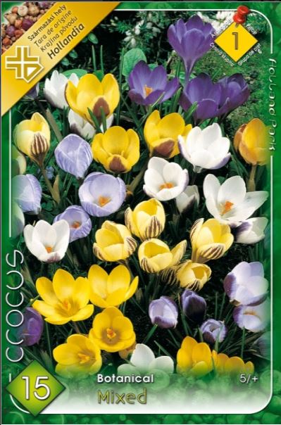 Crocus chrysanthus mixed /10/