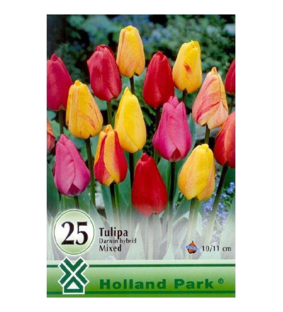 262 Lalele/ Tulipa darwin hybrid mixed /20/
