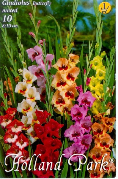 Gladiolus Butterfly mix/10/