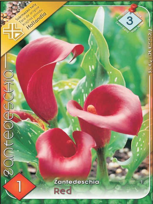 Zantedeschia red /1/