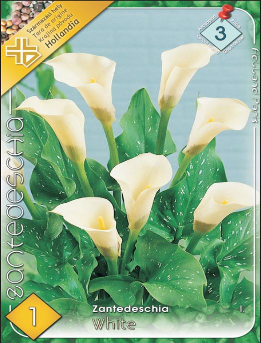 Zantedeschia white /1/