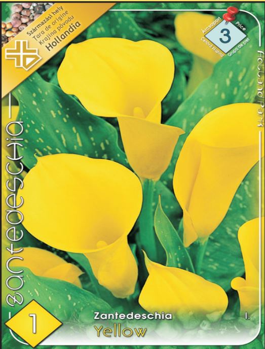 Zantedeschia yellow /1/
