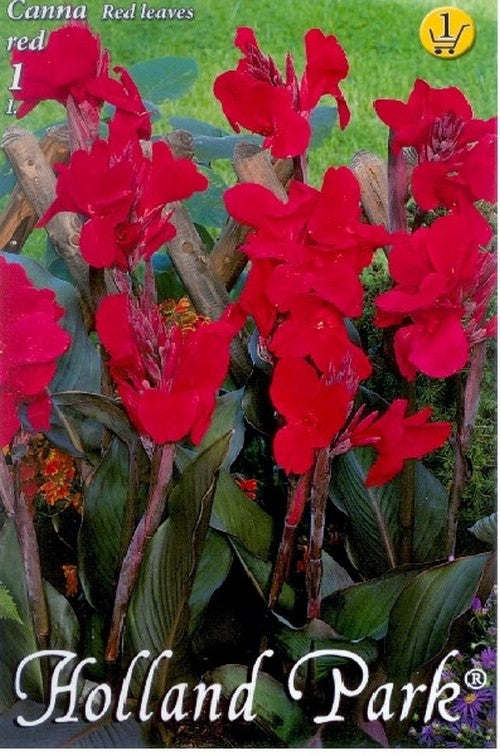 Canna indica red leaves /1/