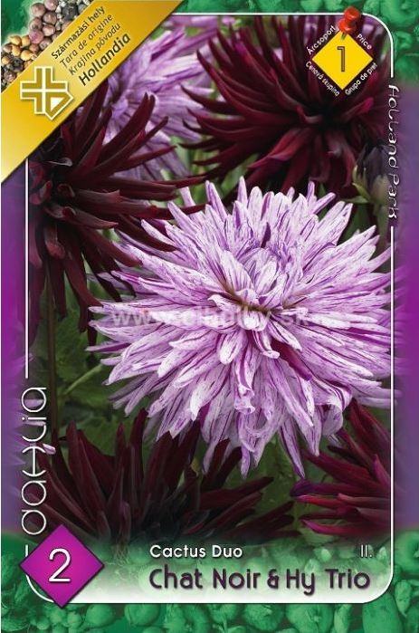 Dahlia cactus  Duo Chat Noir & Hy Trio/2/