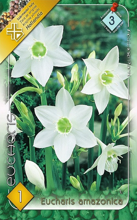 Eucharis amazonica/1/