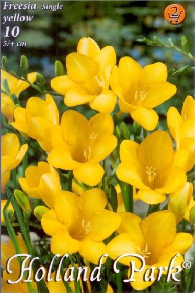 Frezie/ Freesia single Yellow /10/