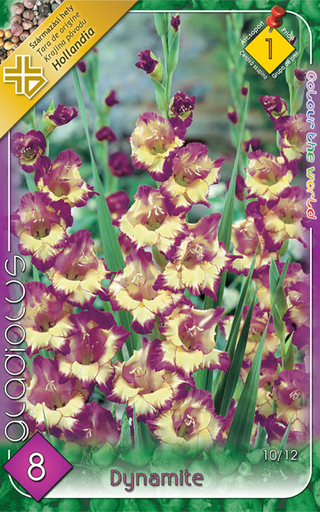 Gladiolus Dynamite/8/