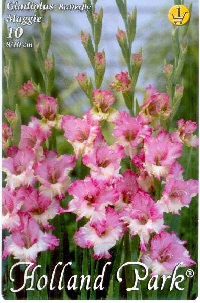 Gladiolus Butterfly Maggie/10/