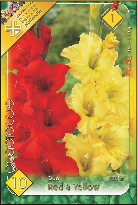 Gladiolus Duo Red & Yellow