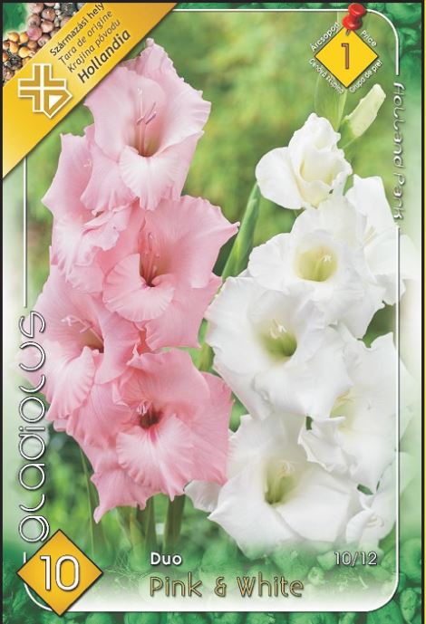 Gladiolus Duo Pink & White/10/