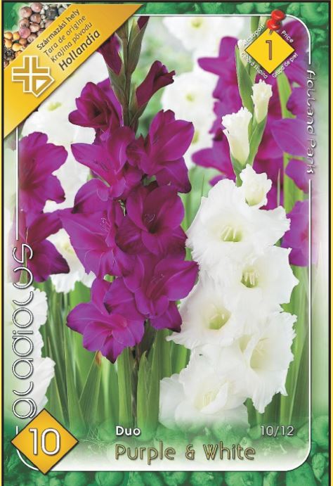 Gladiolus Duo Purple & White/10/