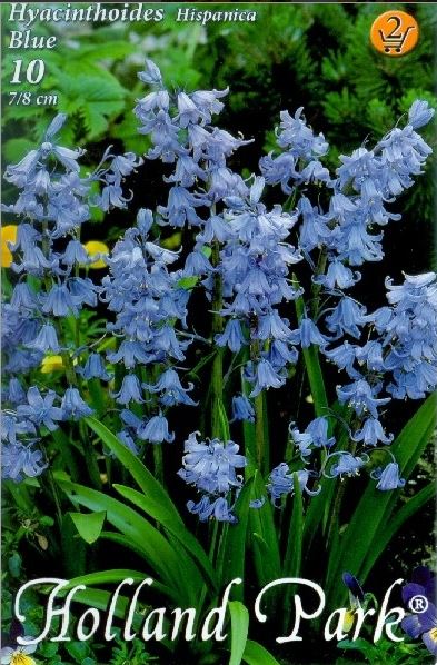 Hyacinthoides hispanica  Blue /10/
