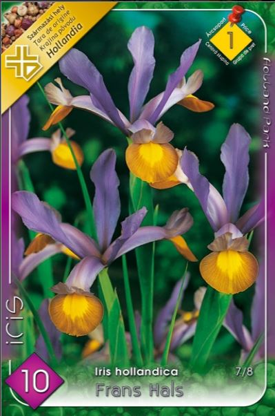 Iris hollandica Frans Hals  /10/