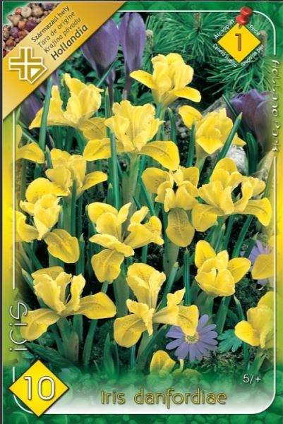 Iris danfordiae /10/