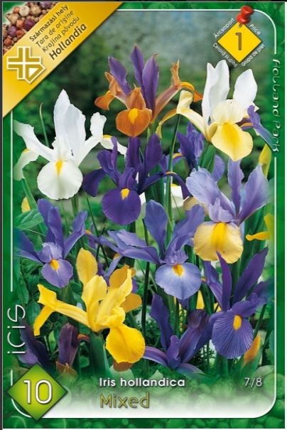 Iris Hollandica mixed /10/