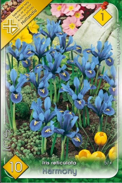 Iris reticulata blue /10/