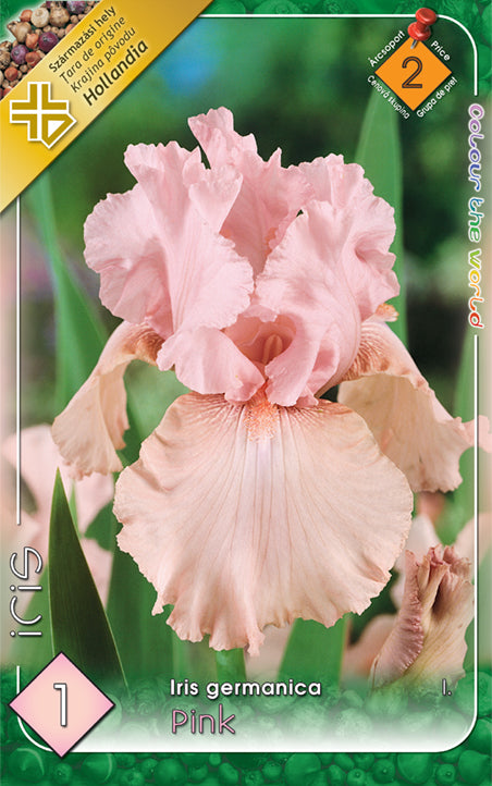 Iris germanica Pink/1/