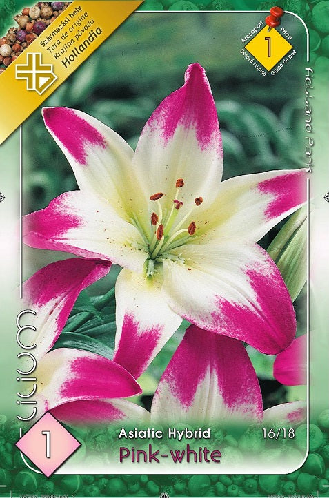 Lilium Asiatic Pink-White /1/