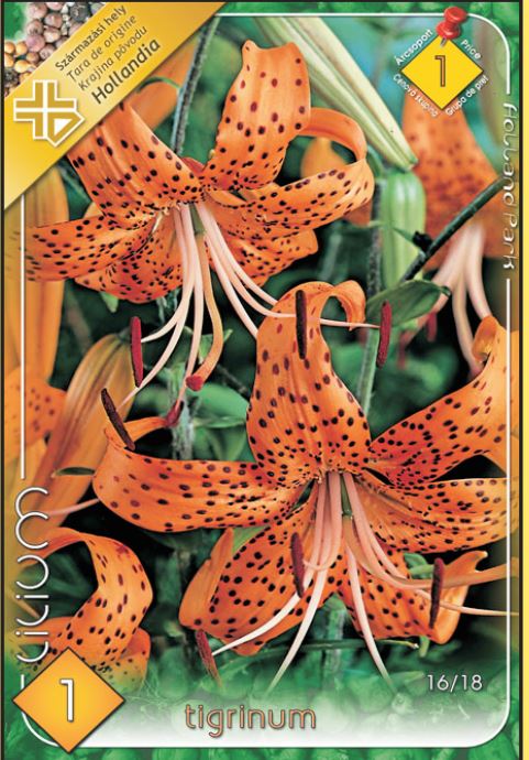 Lilium Tigrinum /1/