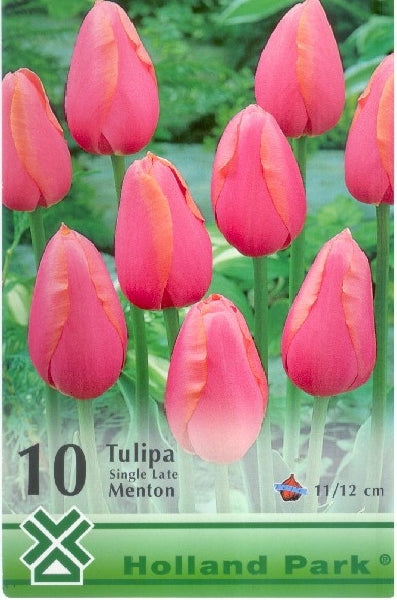 Lalele/ Tulipa single late Menton /10/