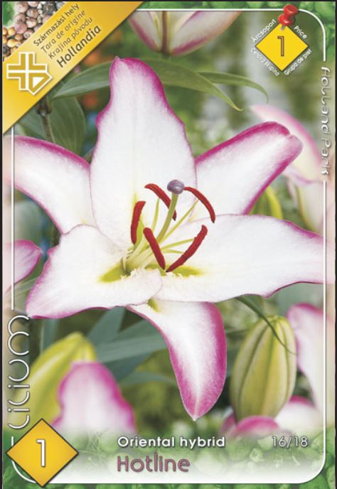 Lilium Oriental Hotline /1/