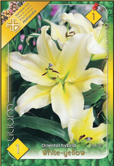 Lilium Oriental White-Yellow /1/
